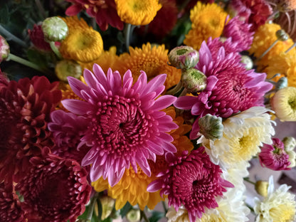 Heirloom Chrysanthemum Flower seeds for Planting Long Bloom Season Heirloom & GMO Free Seeds for Home Garden