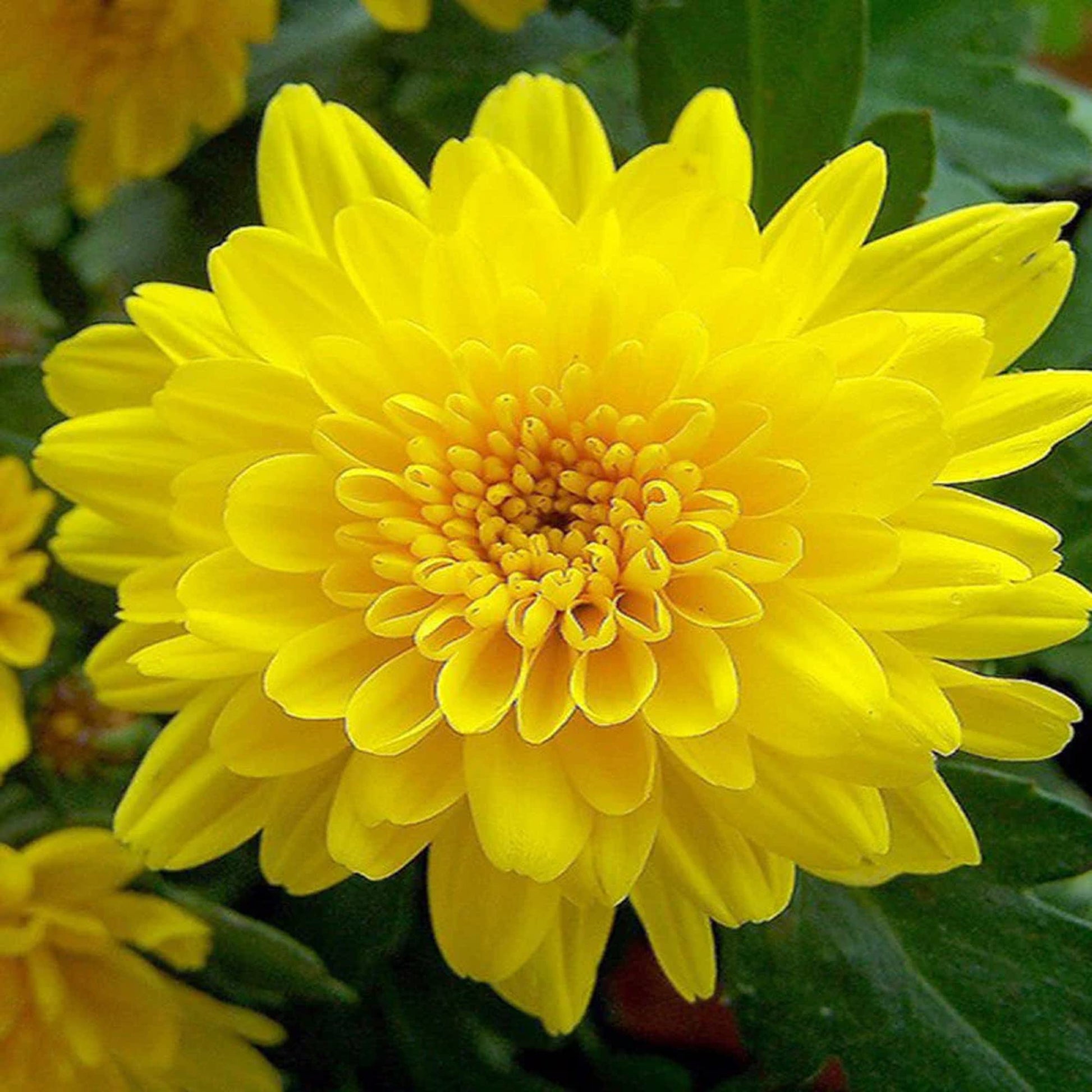 Chrysanthemum Seeds for Planting
