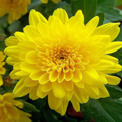Chrysanthemum Seeds for Planting
