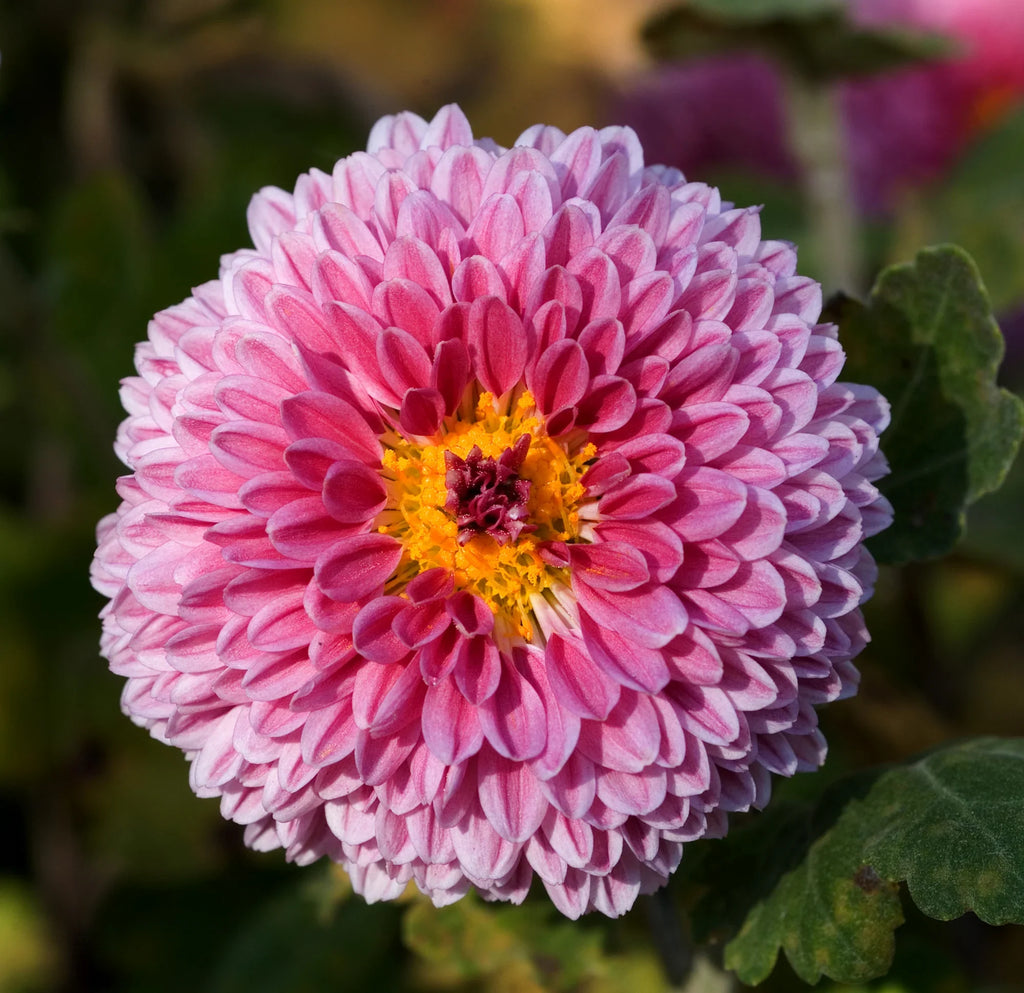 Crisantemos Flower seeds for Planting Low Maintenance, Heirloom & GMO Free Seeds for Home Garden seeds for planting
