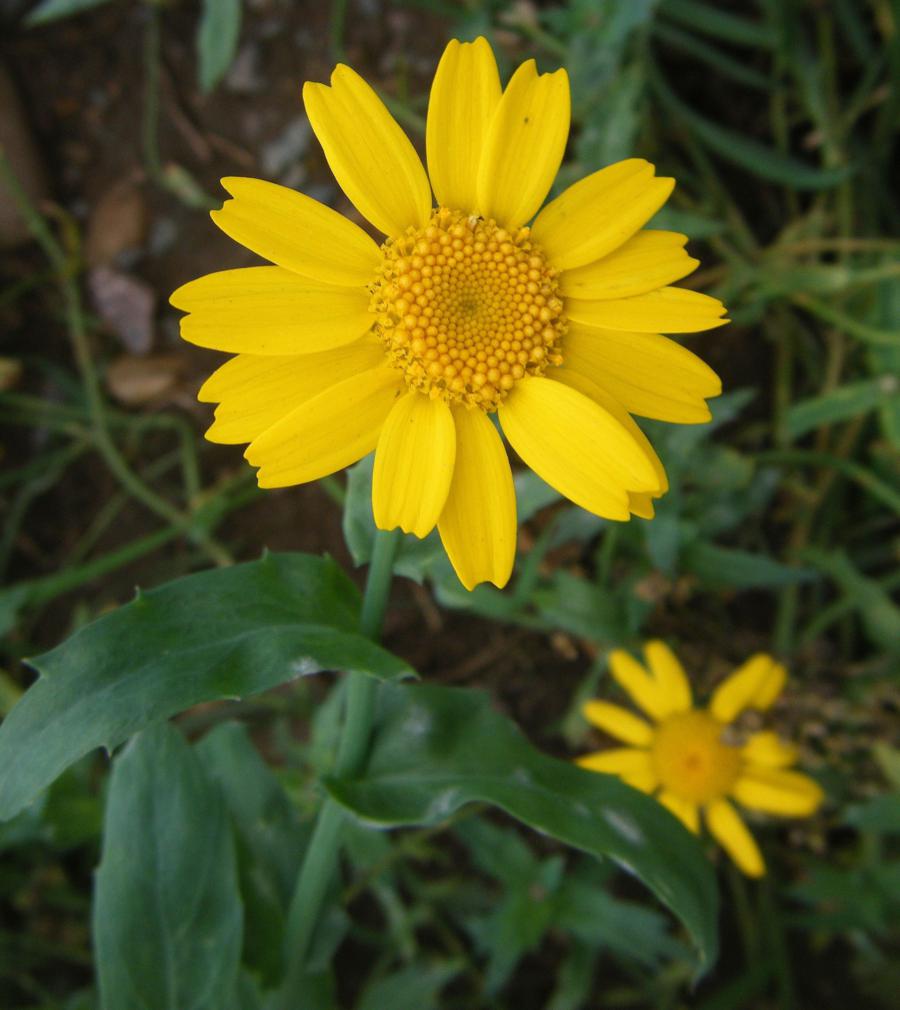 Marigold Chrysanthemum Flower seeds for Planting Seasonal Bloomer Heirloom & GMO Free Seeds for Home Garden