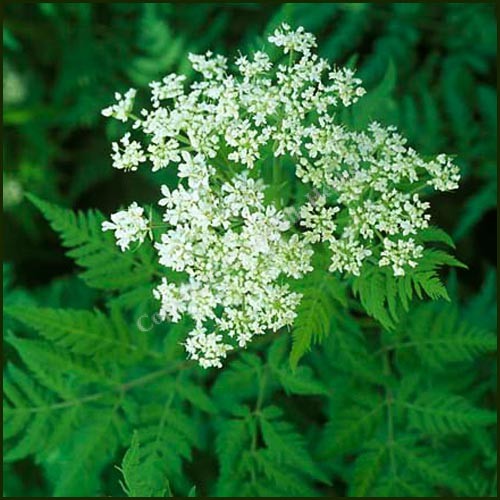 Cicely Myrrhis Odorata Flower seeds for Planting Low Maintenance, Heirloom & GMO Free Seeds for Home Garden vegetable and garden seeds