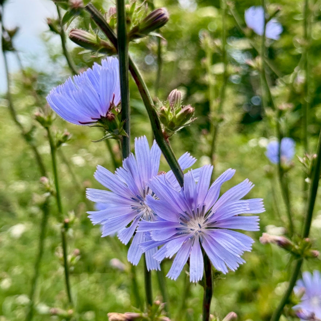 Blue Cichorium Flower seeds for Planting Garden Favorite, Heirloom & GMO Free Seeds for Home Garden vegetable and garden seeds