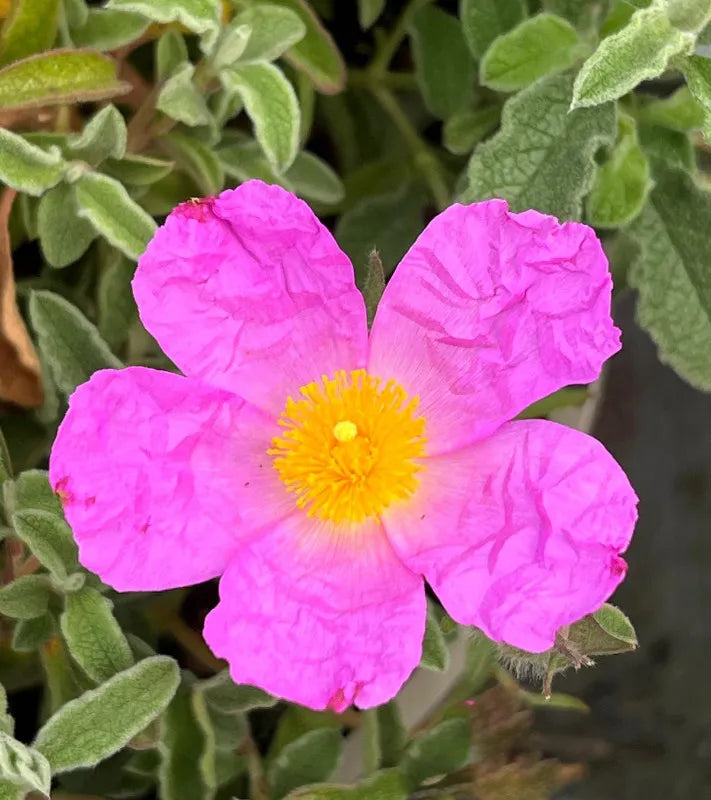High quality CISTUS Flower seeds for Planting Vibrant Colors, Heirloom & GMO Free Seeds for Home Garden seeds pack