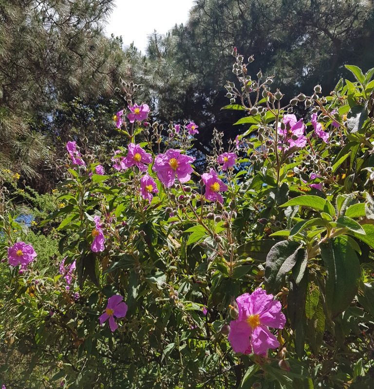 Purple Cistus Flower seeds for Planting Hardy Variety, Heirloom & GMO Free Seeds for Home Garden vegetable and garden seeds