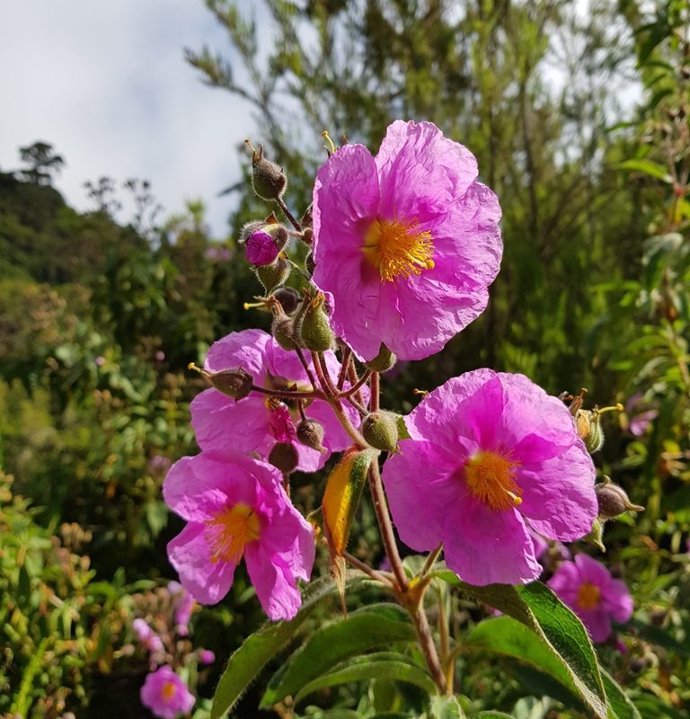 Premium Purple Cistus Flower seeds for Planting Hardy Variety, Heirloom & GMO Free Seeds for Home Garden seeds
