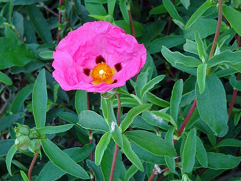 Rock Rose Flower seeds for Planting Pollinator Friendly Heirloom & GMO Free Seeds for Home Garden