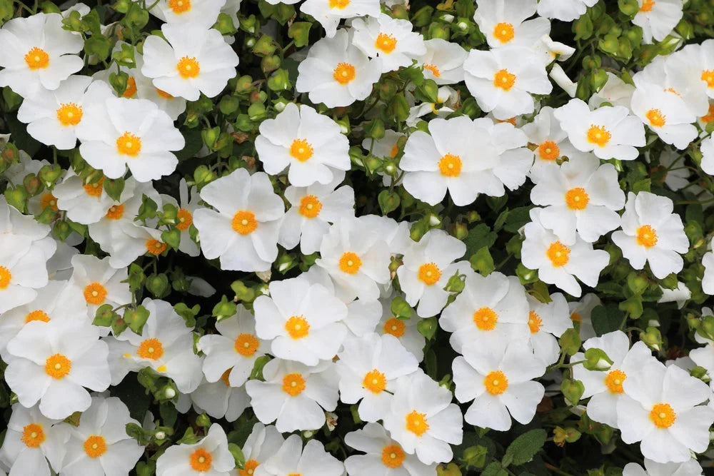 Salviifolius Flower seeds for Planting Sun Loving, Heirloom & GMO Free Seeds for Home Garden vegetable and garden seeds