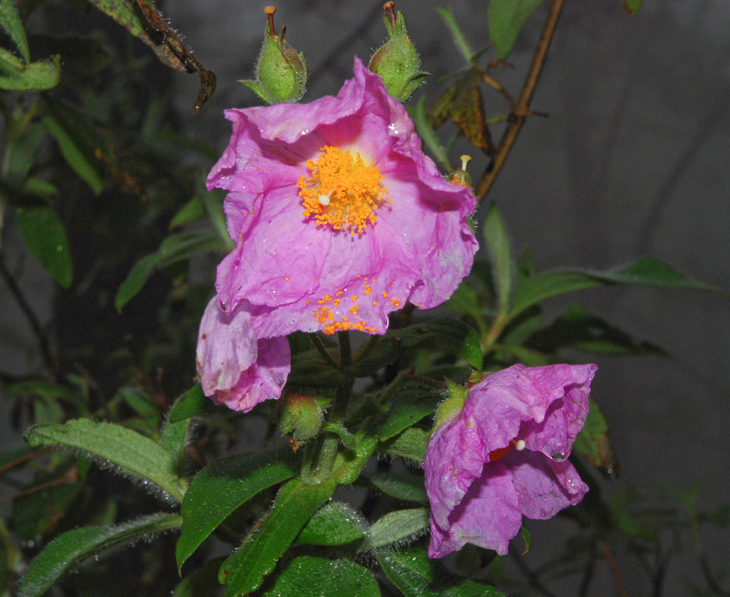 Purple Cistus Flower seeds for Planting Hardy Variety, Heirloom & GMO Free Seeds for Home Garden seeds for planting
