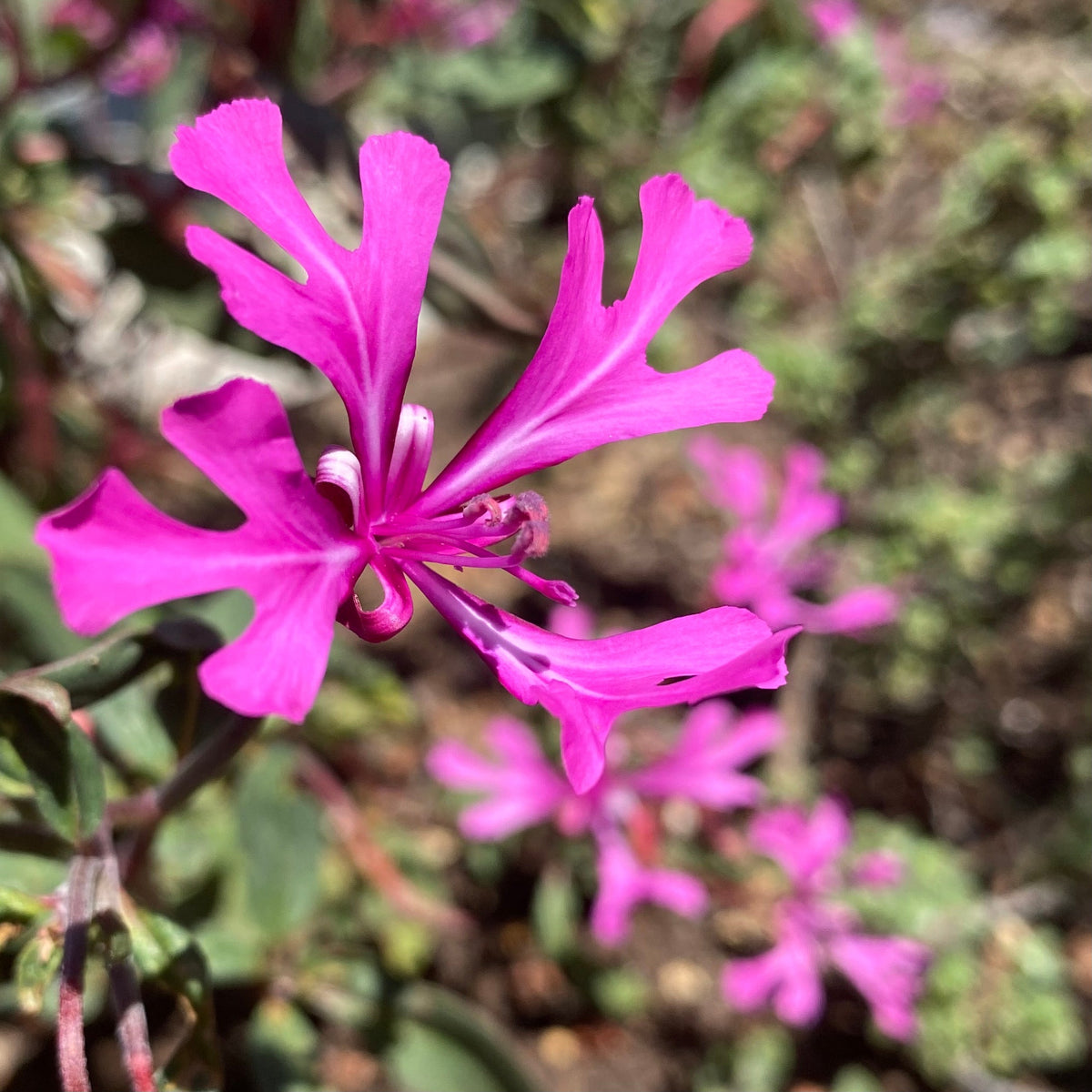 Heirloom Clarkia Flower seeds for Planting Vibrant Colors Heirloom & GMO Free Seeds for Home Garden