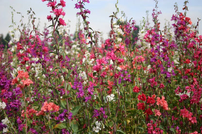 Clarkia Elegans Flower seeds for Planting Pollinator Friendly Heirloom & GMO Free Seeds for Home Garden