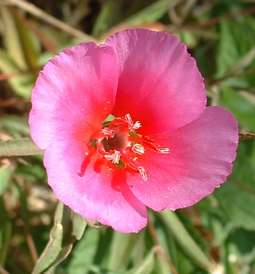 Premium Pink Clarkia Amoena Flower seeds for Planting Fragrant Blossoms, Heirloom & GMO Free Seeds for Home Garden seeds