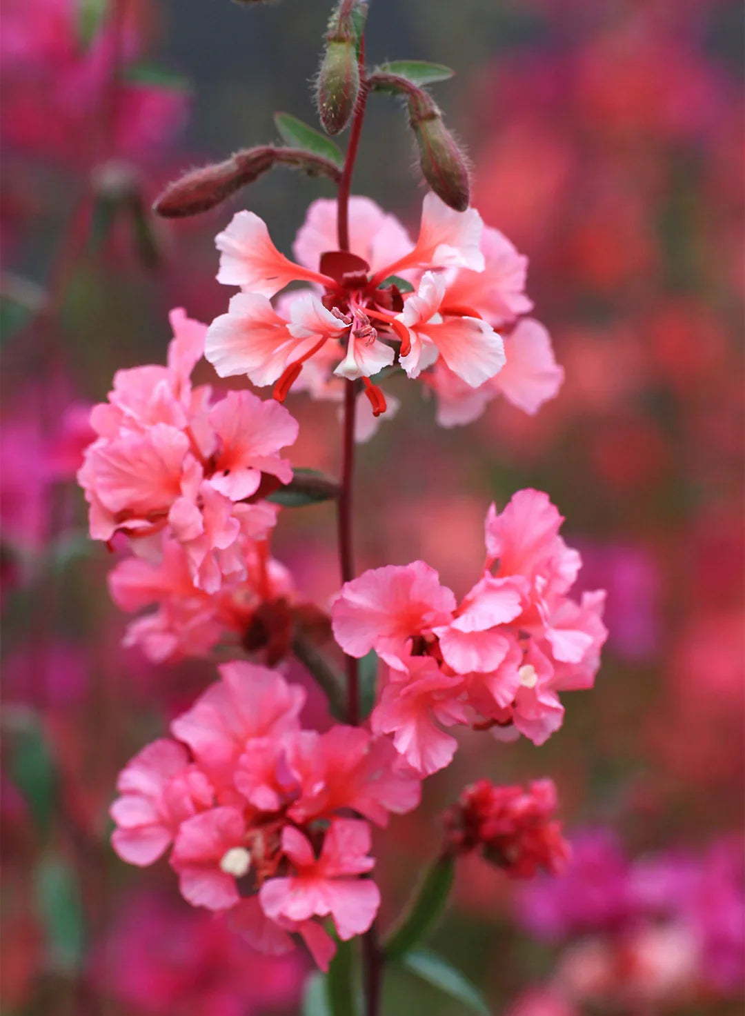 Premium Elegant Clarkia Flower seeds for Planting Wildflower Mix, Heirloom & GMO Free Seeds for Home Garden seeds