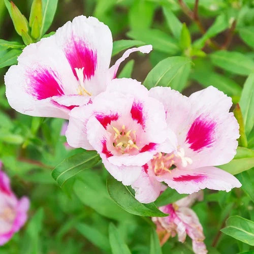 High quality Pink Clarkia Amoena Flower seeds for Planting Fragrant Blossoms, Heirloom & GMO Free Seeds for Home Garden seeds pack