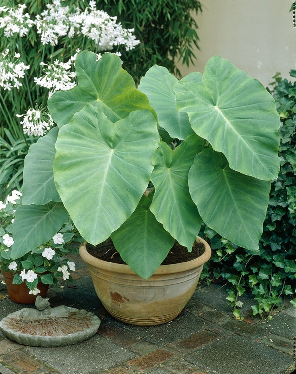 Florida (Florida Caladium) seeds for planting in home garden