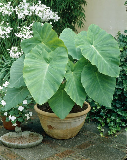 Florida (Florida Caladium) seeds for planting in home garden