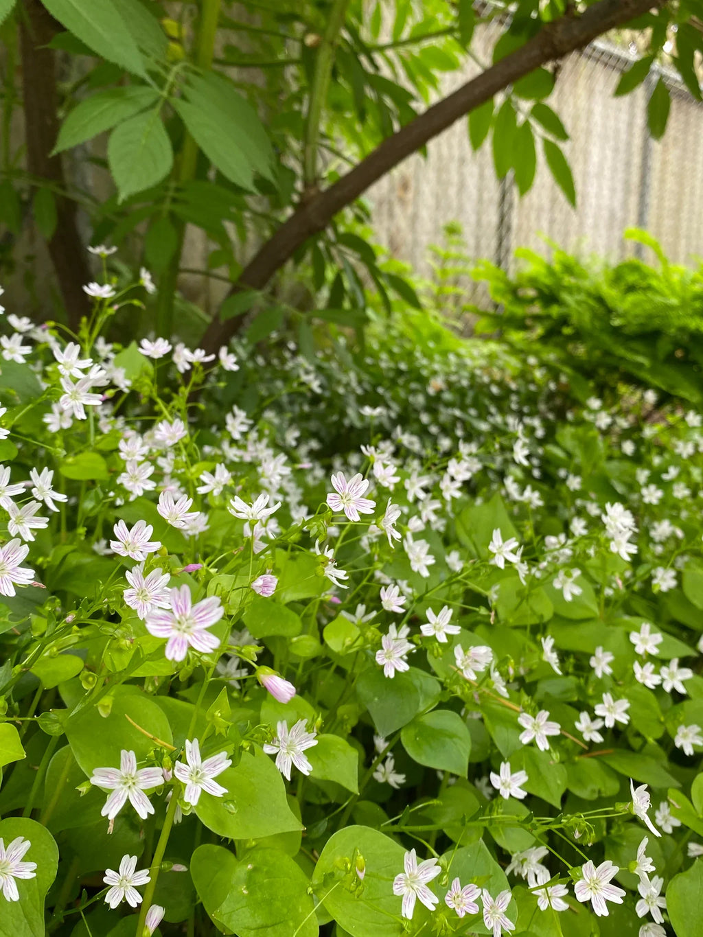 White Claytonia Sibirica Flower seeds for Planting Compact Growth, Heirloom & GMO Free Seeds for Home Garden seeds for planting