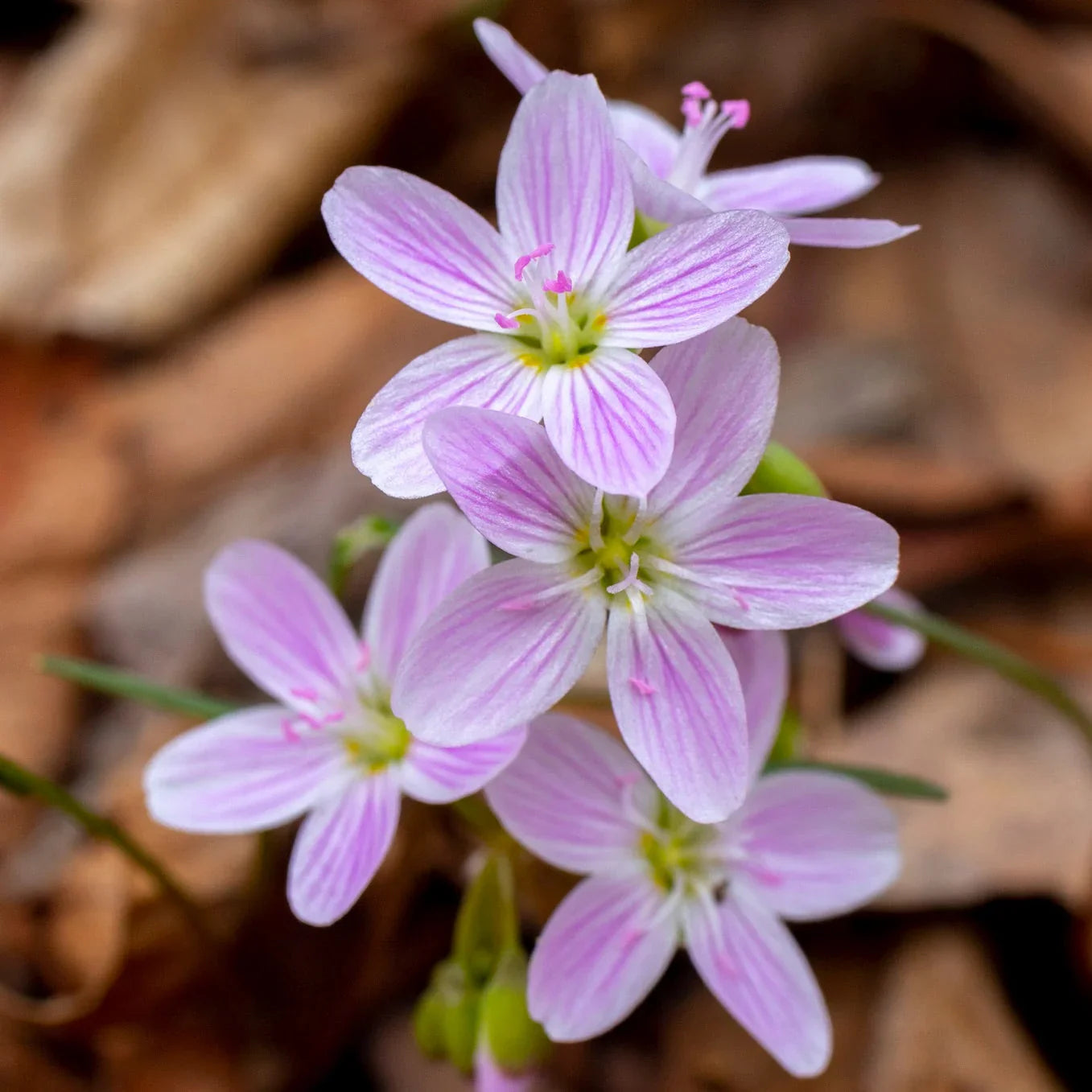 Pink White Hepatica Flower seeds for Planting Hardy Variety, Heirloom & GMO Free Seeds for Home Garden seeds for planting