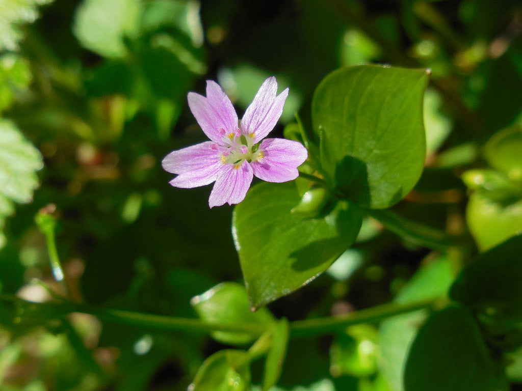 High quality White Claytonia Sibirica Flower seeds for Planting Compact Growth, Heirloom & GMO Free Seeds for Home Garden seeds pack