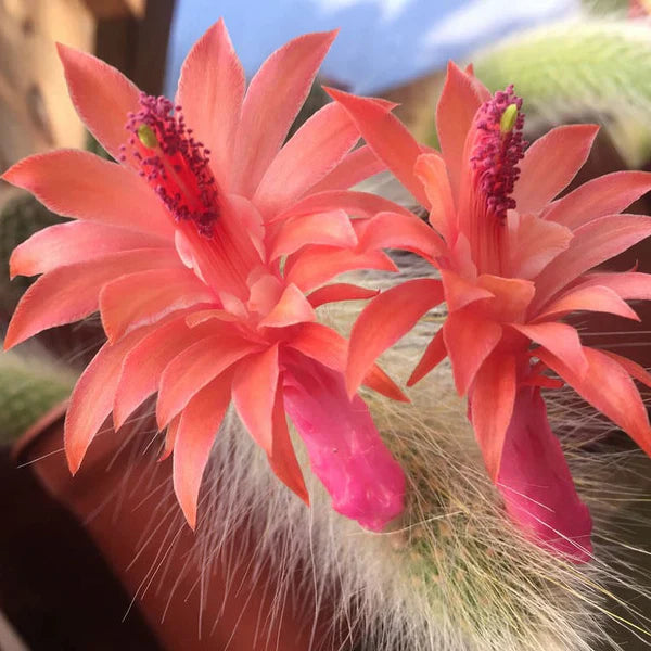 Cleistocactus Colademononis Flower seeds for Planting - Drought Tolerant, Heirloom & GMO Free Seeds for Home Garden
 
 Sale seeds for home garden