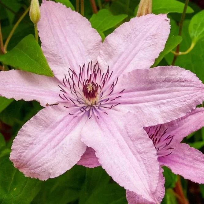 High quality Deep Pink Clematis Flower seeds for Planting Drought Tolerant, Heirloom & GMO Free Seeds for Home Garden seeds pack