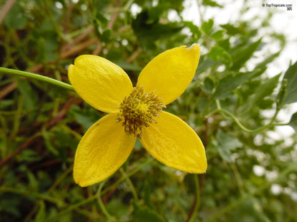 Yellow Tangutica Flower seeds for Planting - Cottage Garden Essential, Heirloom & GMO Free Seeds for Home Garden