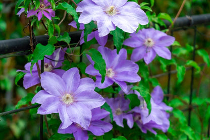 Clematis Hybrida Climbing Flower seeds for Planting Compact Growth Heirloom & GMO Free Seeds for Home Garden