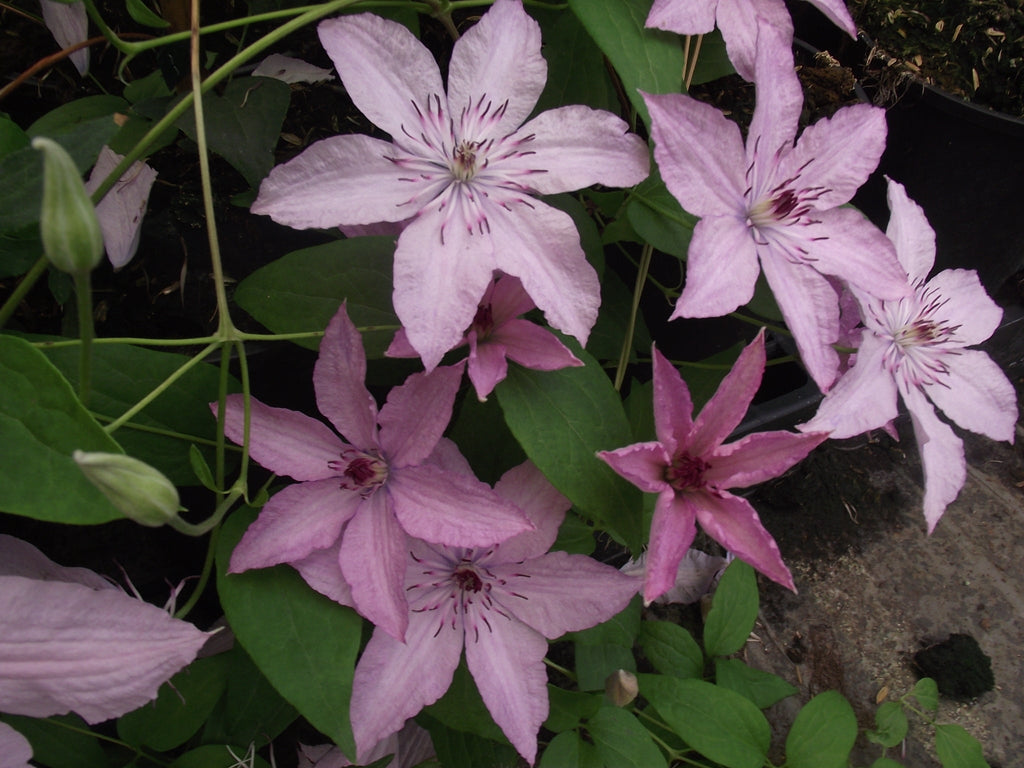 Premium Light Pink Clematis Flower seeds for Planting Easy to Grow, Heirloom & GMO Free Seeds for Home Garden seeds
