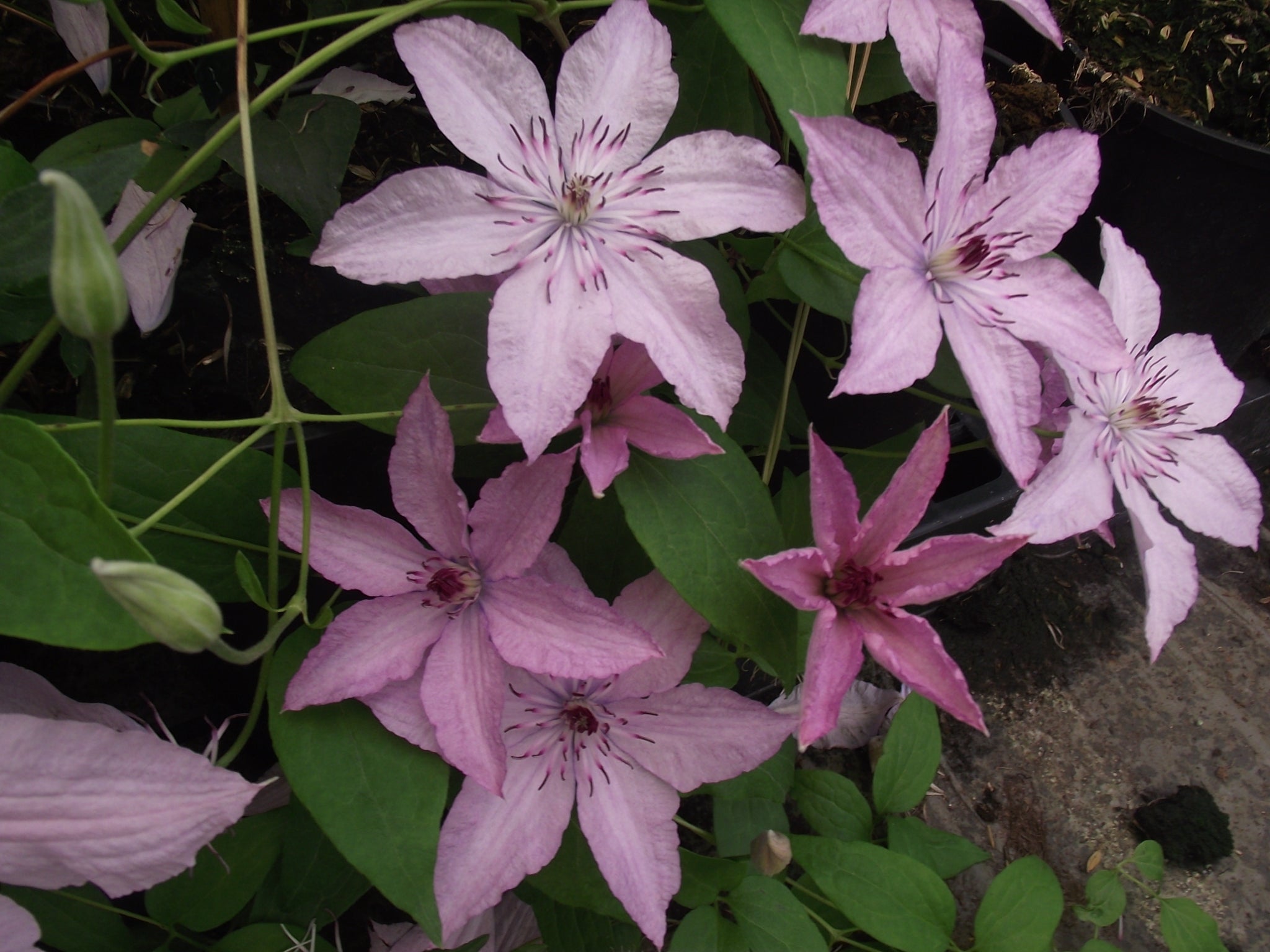 Premium Light Pink Clematis Flower seeds for Planting Easy to Grow, Heirloom & GMO Free Seeds for Home Garden seeds