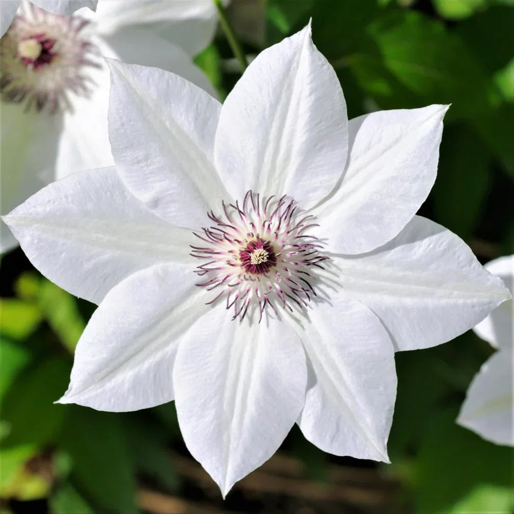 Clematis Flower seeds for Planting Shade Tolerant Heirloom & GMO Free Seeds for Home Garden