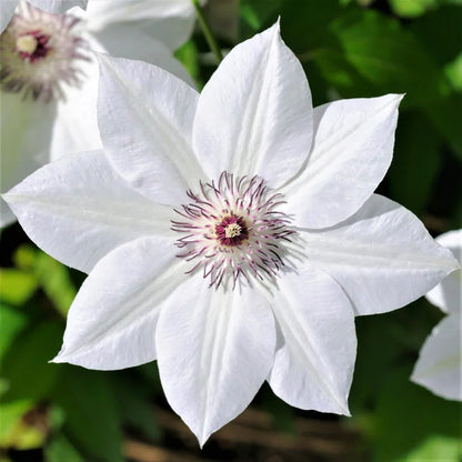 Clematis Flower seeds for Planting Shade Tolerant Heirloom & GMO Free Seeds for Home Garden