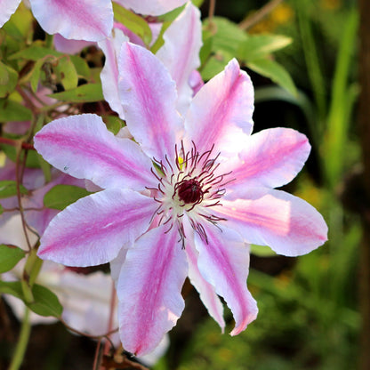 Nelly Moser Flower seeds for Planting Wildflower Mix Heirloom & GMO Free Seeds for Home Garden