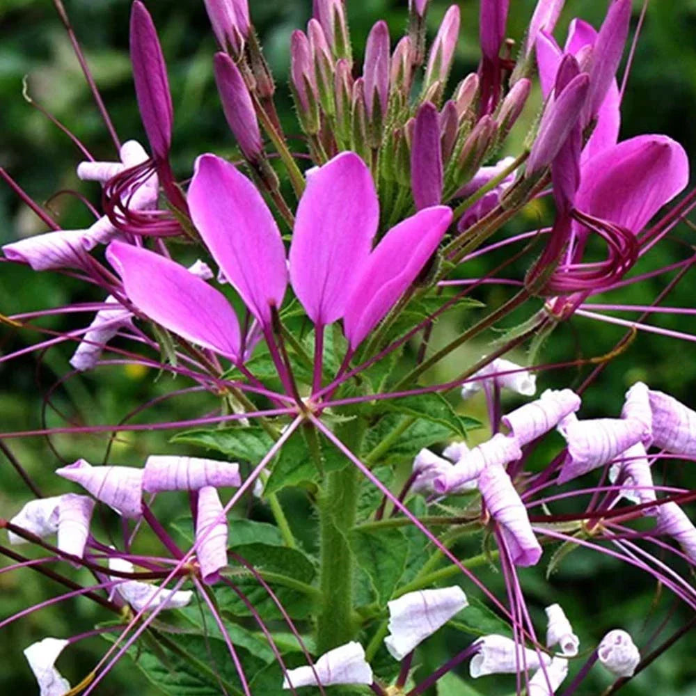 Premium Purple Cleome Seeds Flower seeds for Planting Premium Quality, Heirloom & GMO Free Seeds for Home Garden seeds
