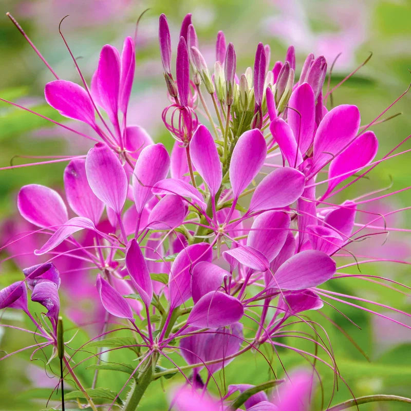 Premium Pink Hatiora Rosea Flower seeds for Planting Pollinator Friendly, Heirloom & GMO Free Seeds for Home Garden seeds