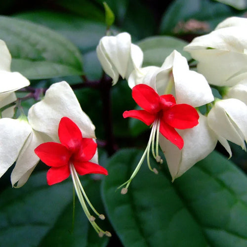 Clerodendrum Thomsonae Flower seeds for Planting Colorful Display, Heirloom & GMO Free Seeds for Home Garden seeds for planting