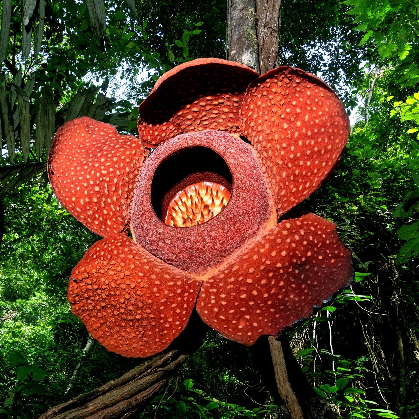 Smelliest Flower seeds for Planting Wildflower Mix Heirloom & GMO Free Seeds for Home Garden