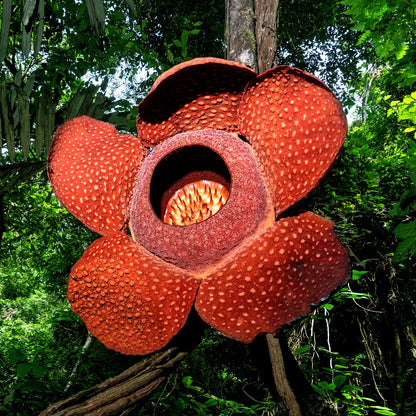 Smelliest Flower seeds for Planting Wildflower Mix Heirloom & GMO Free Seeds for Home Garden