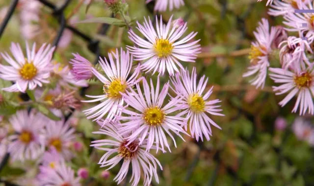 Climbing Aster Flower seeds for Planting Sun Loving Heirloom & GMO Free Seeds for Home Garden