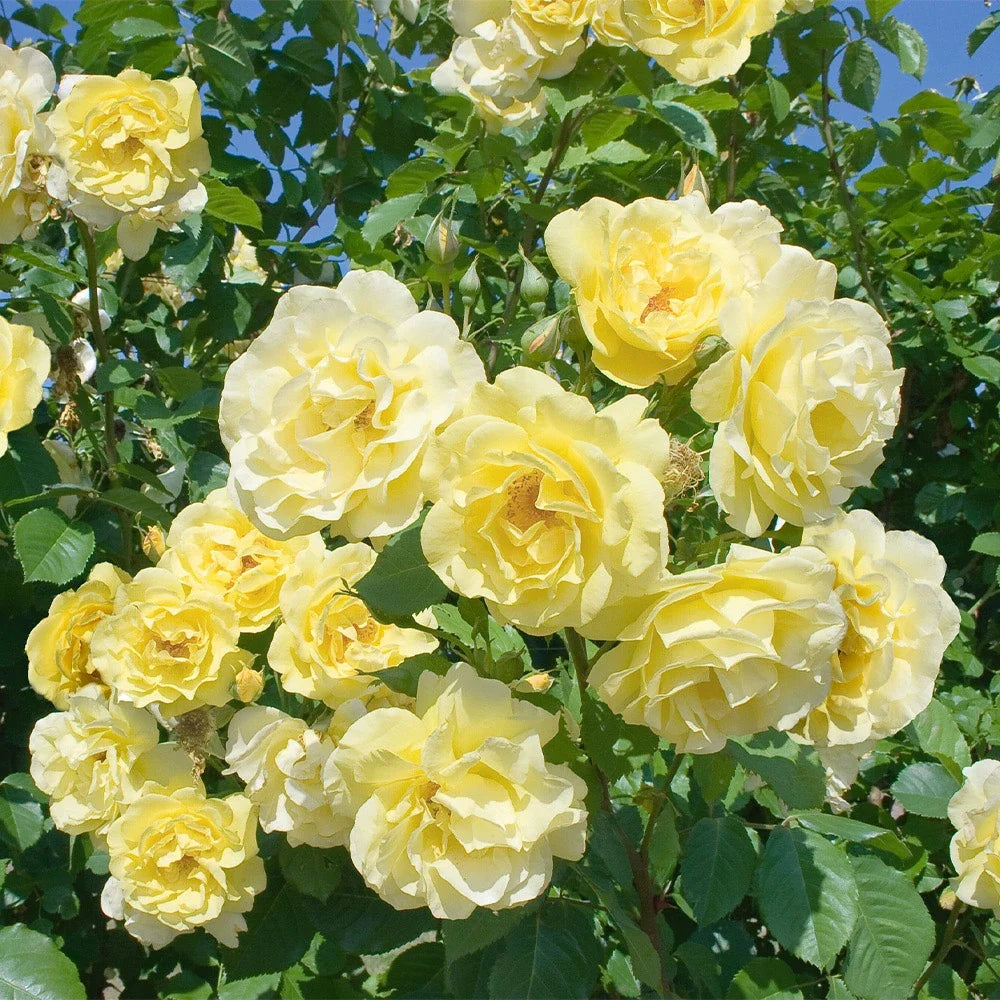 Light Yellow Climbing Rose Flower Seeds for Planting, Heirloom Non-GMO Organic Garden Seeds