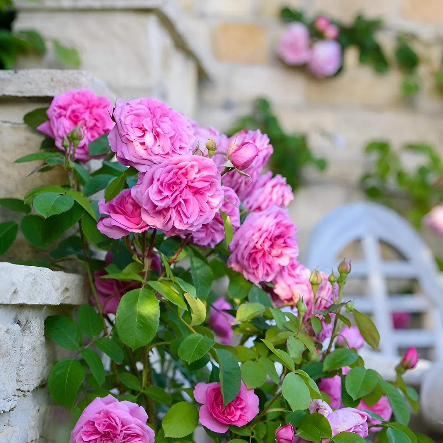 Heirloom Damask Rose Flower seeds for Planting Bright Blooms, Heirloom & GMO Free Seeds for Home Garden vegetable and garden seeds
