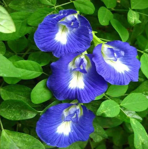 Premium Clitoria Ternatea Flower seeds for Planting Sun Loving, Heirloom & GMO Free Seeds for Home Garden seeds