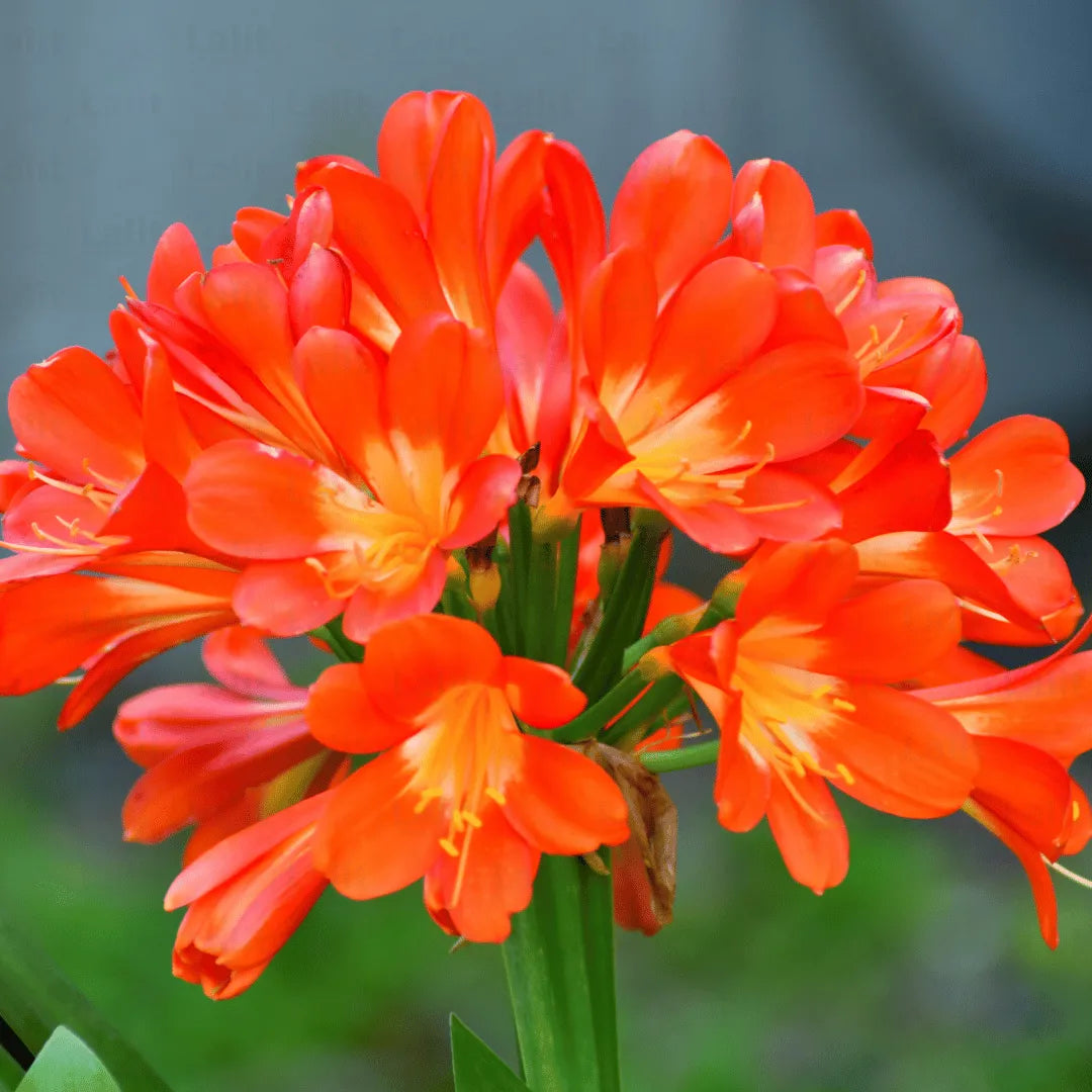 Premium Miniata Flower seeds for Planting Pollinator Friendly, Heirloom & GMO Free Seeds for Home Garden seeds