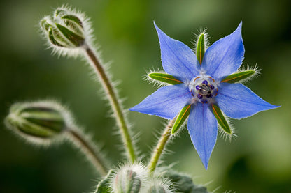 Borago Officinalis Flower seeds for Planting Vibrant Colors Heirloom & GMO Free Seeds for Home Garden