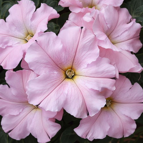 Baby Pink Petunia Hybrida Flower seeds for Planting Garden Favorite, Heirloom & GMO Free Seeds for Home Garden seeds for planting