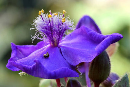 Tradescantia Spiderwort Flower seeds for Planting Bright Blooms Heirloom & GMO Free Seeds for Home Garden