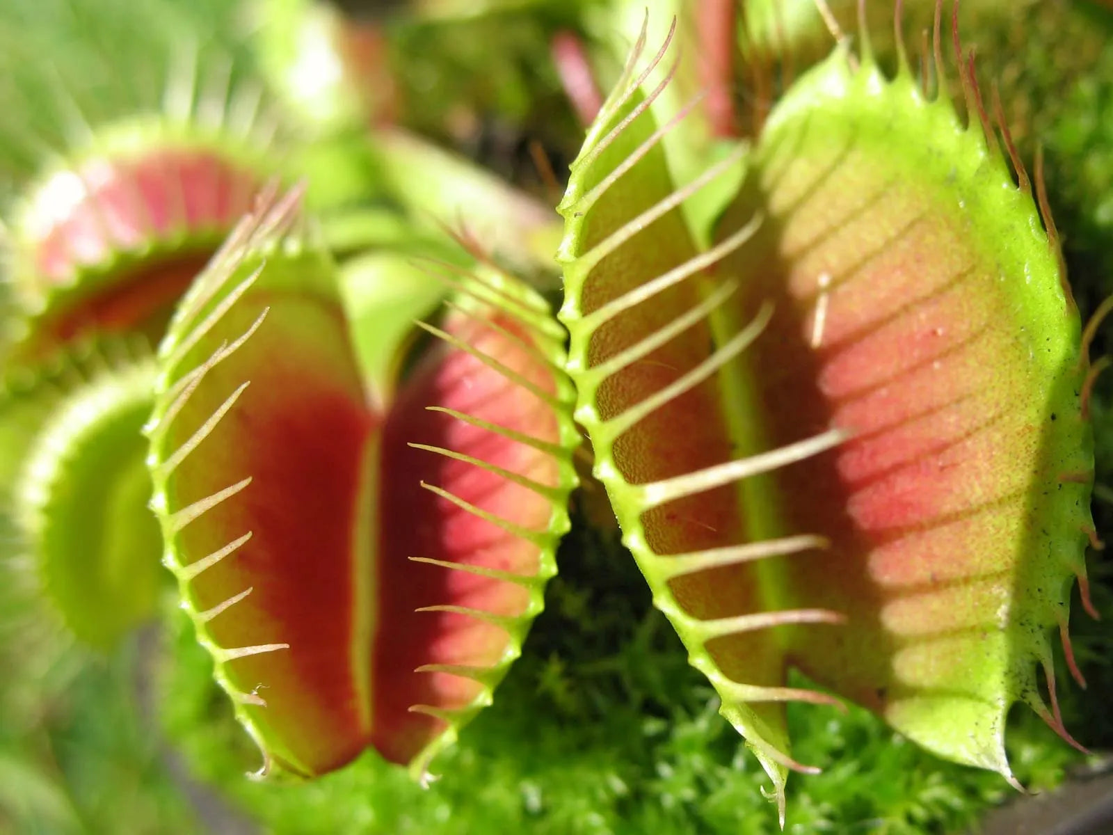 Premium Mosquito Carnivorous Flower seeds for Planting Sun Loving, Heirloom & GMO Free Seeds for Home Garden seeds