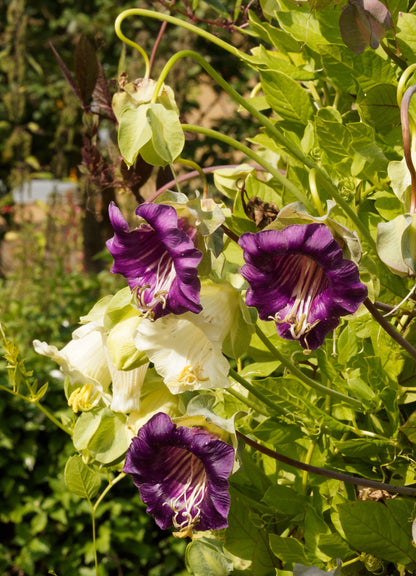 Cobaea Scandens Flower seeds for Planting Premium Quality Heirloom & GMO Free Seeds for Home Garden