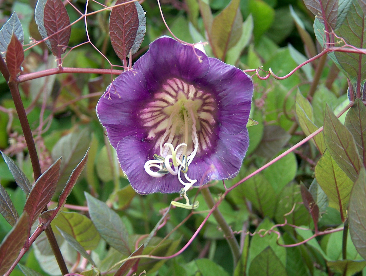 Heirloom Cobaea Scandens Flower seeds for Planting Low Maintenance Heirloom & GMO Free Seeds for Home Garden
