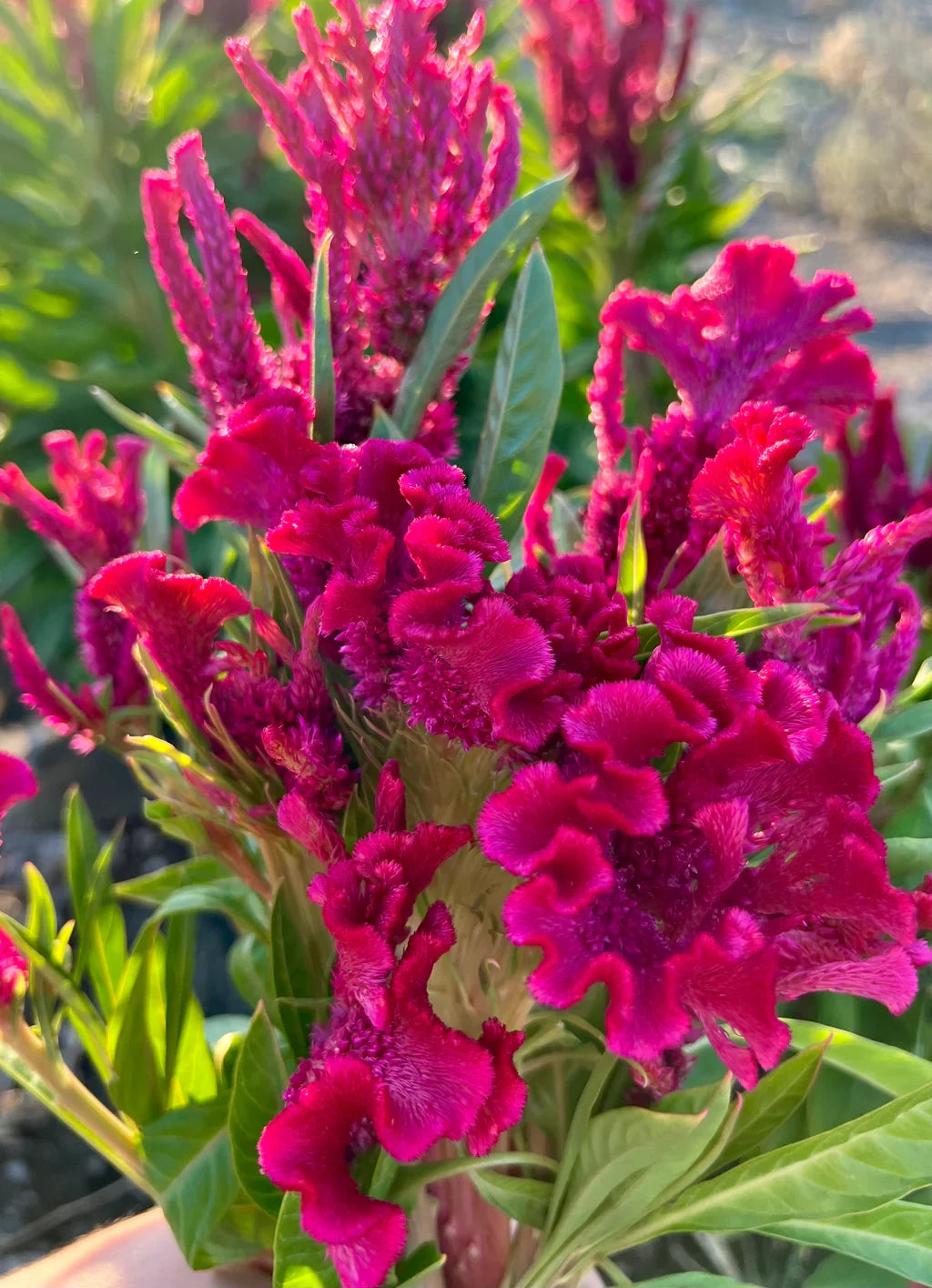Heirloom Rooster Flower seeds for Planting Colorful Display Heirloom & GMO Free Seeds for Home Garden