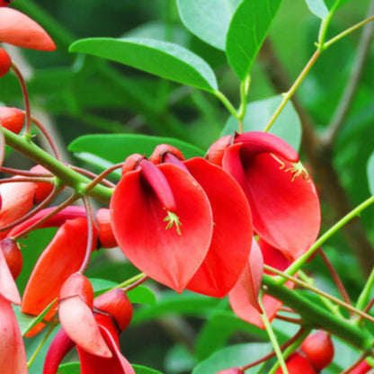 Dark Orange Erythrina Crista Galli Flower seeds for Planting - Cut Flower Favorite, Heirloom & GMO Free Seeds for Home Garden